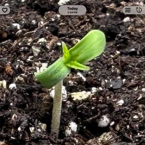 T-AK47 growlog timeline photo