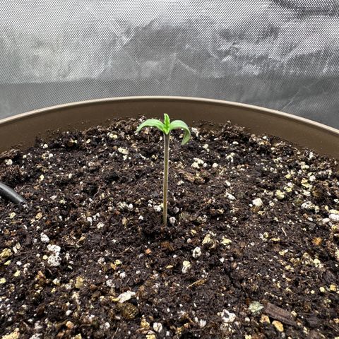 T-AK47 growlog photo: D2
