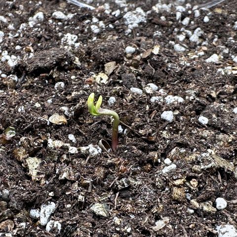 A-AAK47 growlog photo: D1