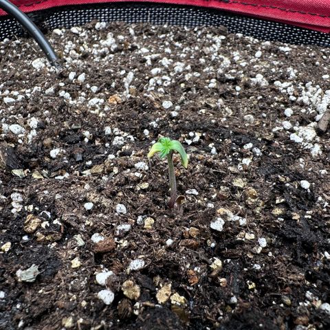A-AAK47 growlog photo: D2