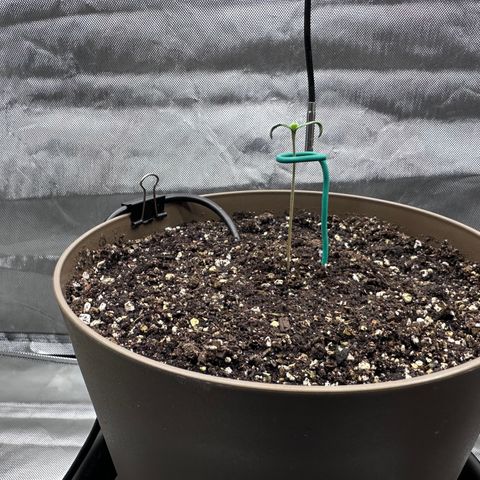 T-AK47 growlog photo: D3