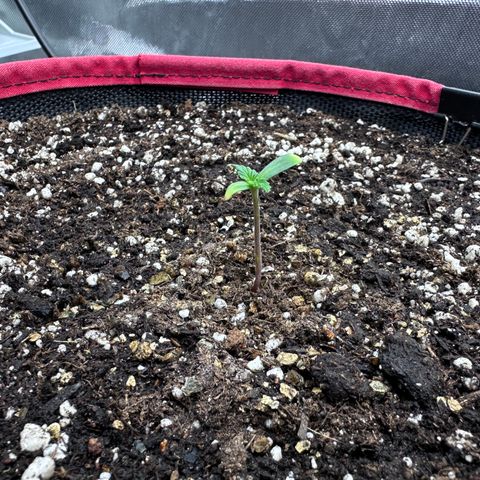 A-AAK47 growlog photo: D3