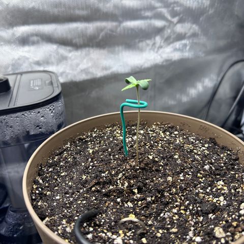 T-AK47 growlog photo: D4