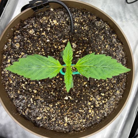 T-AK47 growlog photo: D8
