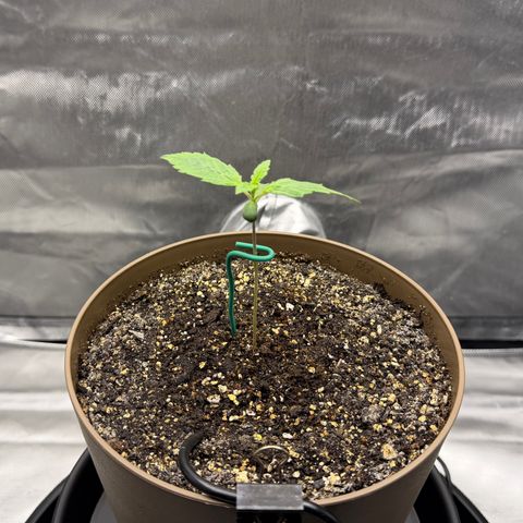 T-AK47 growlog photo: D8