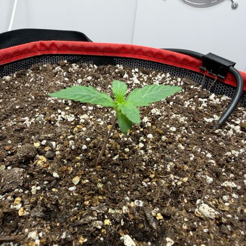 A-AAK47 growlog photo: D8