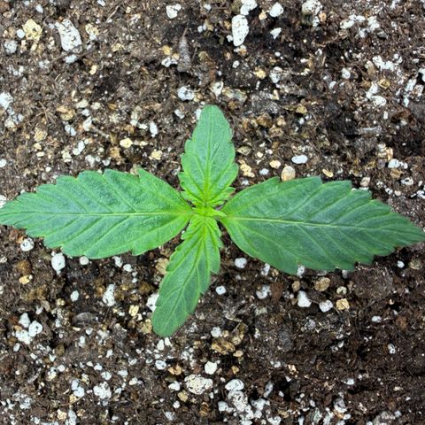 A-AAK47 growlog photo: D8