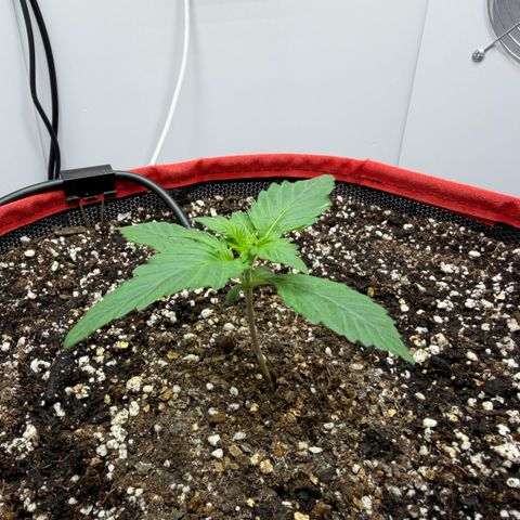 A-AAK47 growlog photo: D12