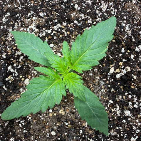 A-AAK47 growlog photo: D12
