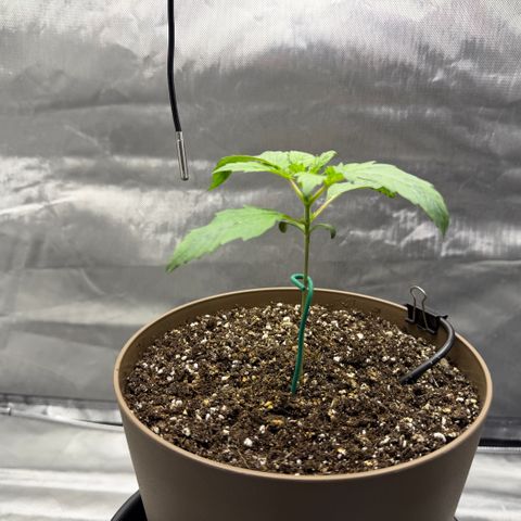 T-AK47 growlog photo: D13