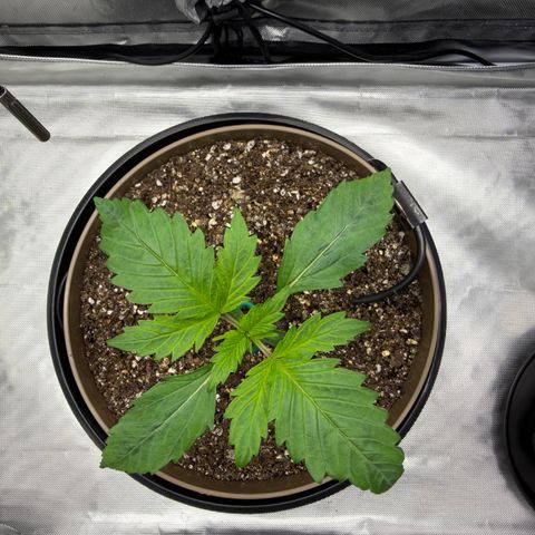 T-AK47 growlog photo: D13