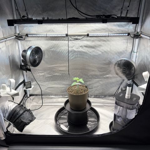 T-AK47 growlog photo: D13