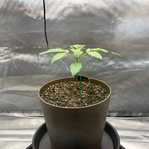 T-AK47 growlog photo: D15
