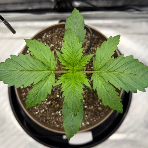 T-AK47 growlog photo: D15