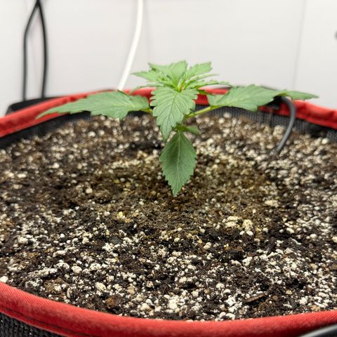 A-AAK47 growlog photo: D15