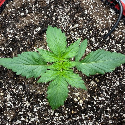 A-AAK47 growlog photo: D15