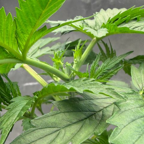 T-AK47 growlog photo: D22