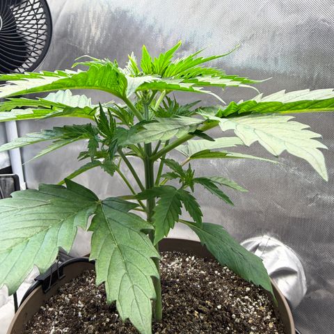 T-AK47 growlog photo: D22