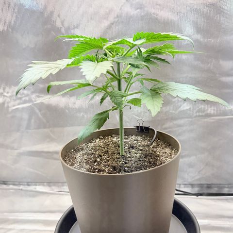 T-AK47 growlog photo: D22