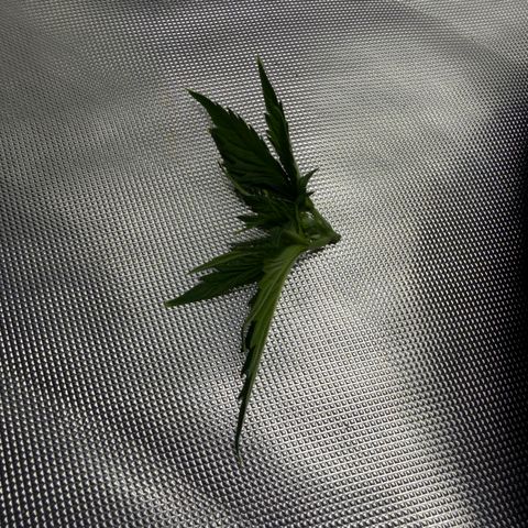 T-AK47 growlog photo: D22