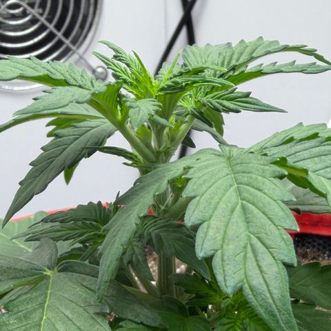 A-AAK47 growlog photo: D14
