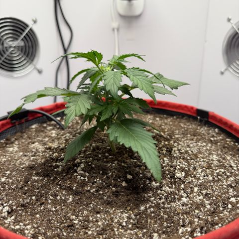 A-AAK47 growlog photo: D14