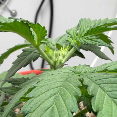 A-AAK47 growlog photo: D14