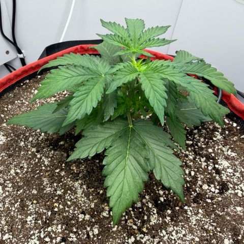 A-AAK47 growlog photo: D22