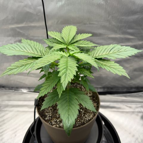 T-AK47 growlog photo: D23