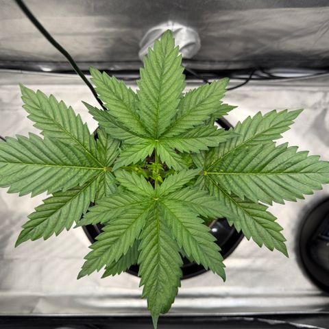 T-AK47 growlog photo: D23