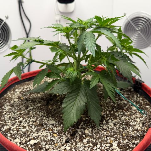 A-AAK47 growlog photo: D26