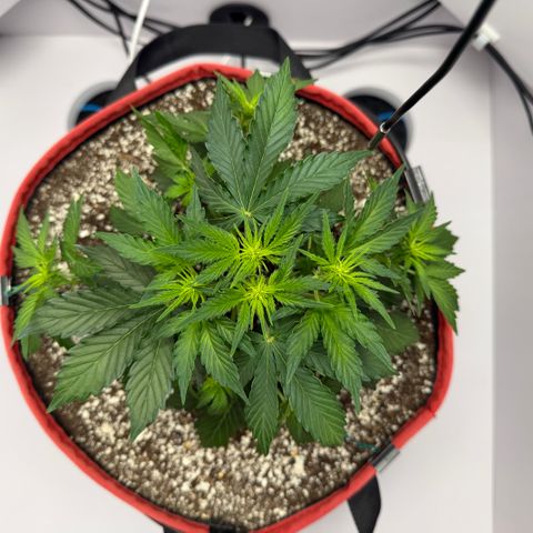 A-AAK47 growlog photo: D26