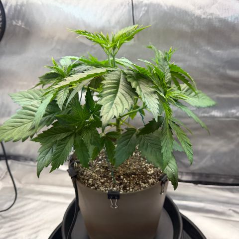 T-AK47 growlog photo: D27