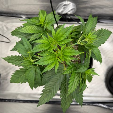T-AK47 growlog photo: D27