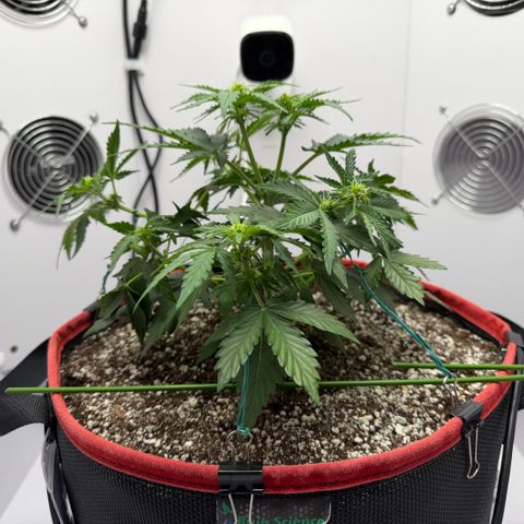 A-AAK47 growlog photo: D29