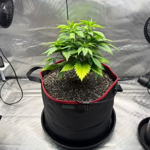 T-AK47 growlog photo: D33
