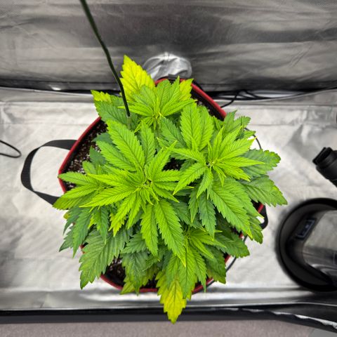 T-AK47 growlog photo: D33