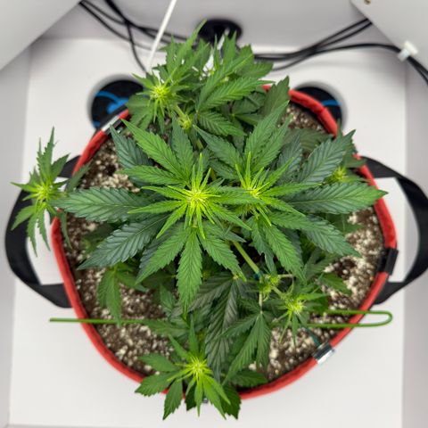 A-AAK47 growlog photo: D29