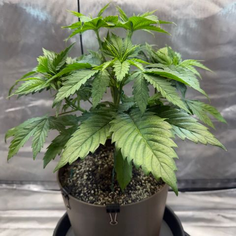 T-AK47 growlog photo: D29