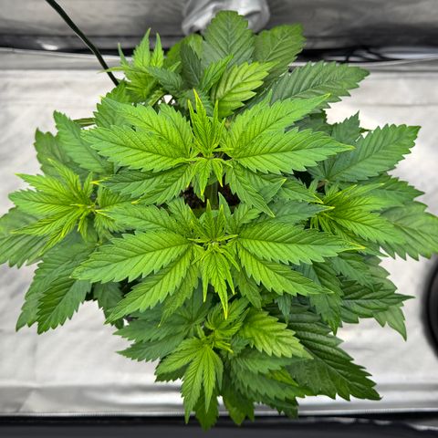 T-AK47 growlog photo: D29