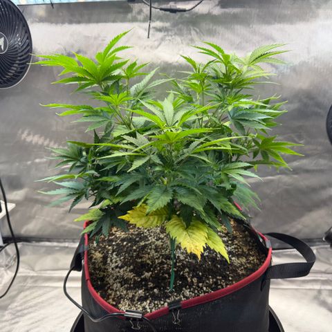 T-AK47 growlog photo: D43
