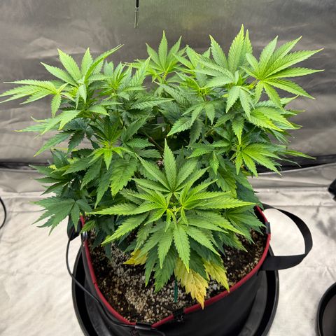 T-AK47 growlog photo: D43