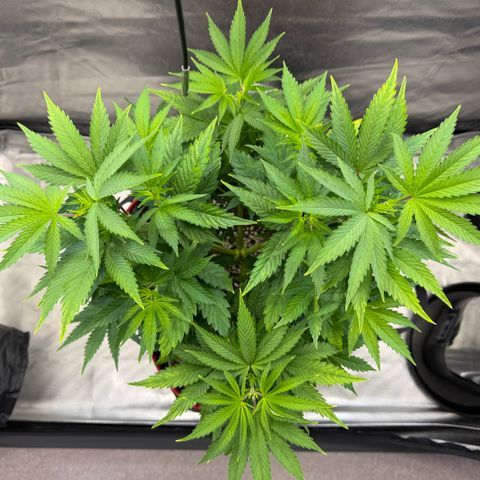 T-AK47 growlog photo: D43