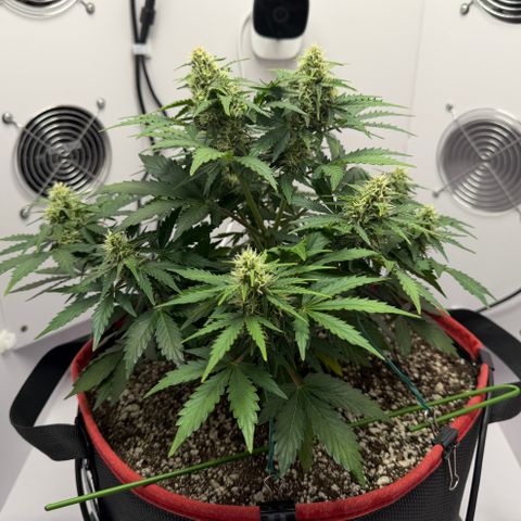 A-AAK47 growlog photo: D43