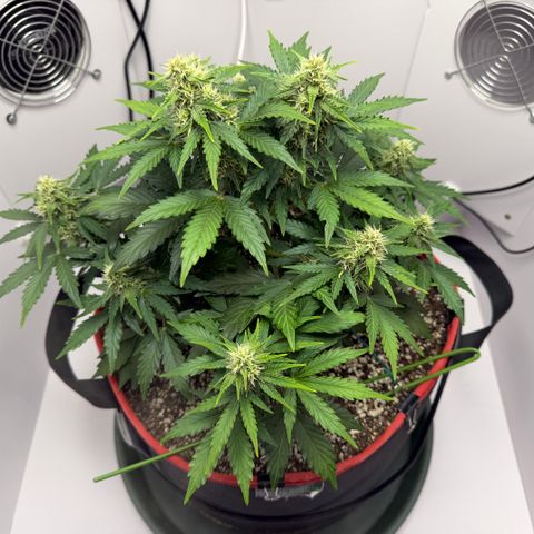 A-AAK47 growlog photo: D43