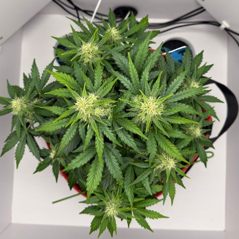 A-AAK47 growlog photo: D43