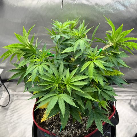 T-AK47 growlog photo: D44
