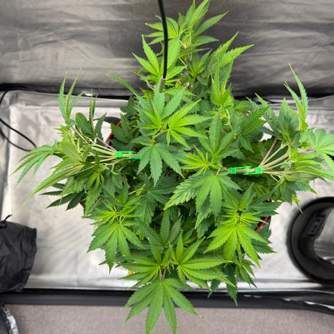 T-AK47 growlog photo: D44