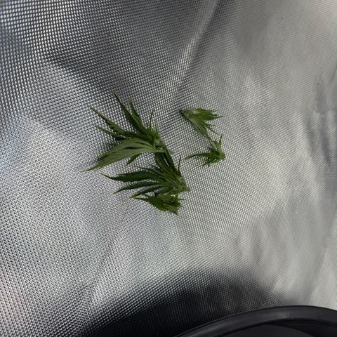 T-AK47 growlog timeline photo