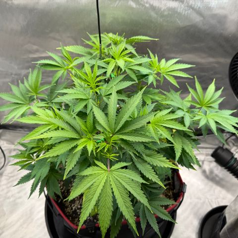 T-AK47 growlog photo: D45